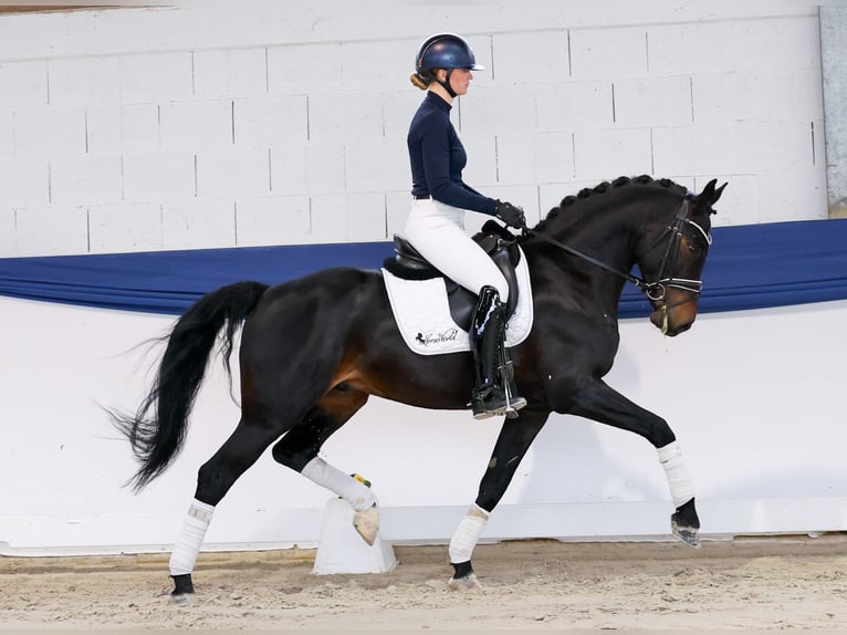 Deutsches Reitpony Wallach 5 Jahre 153 cm Dunkelbrauner in Marsberg