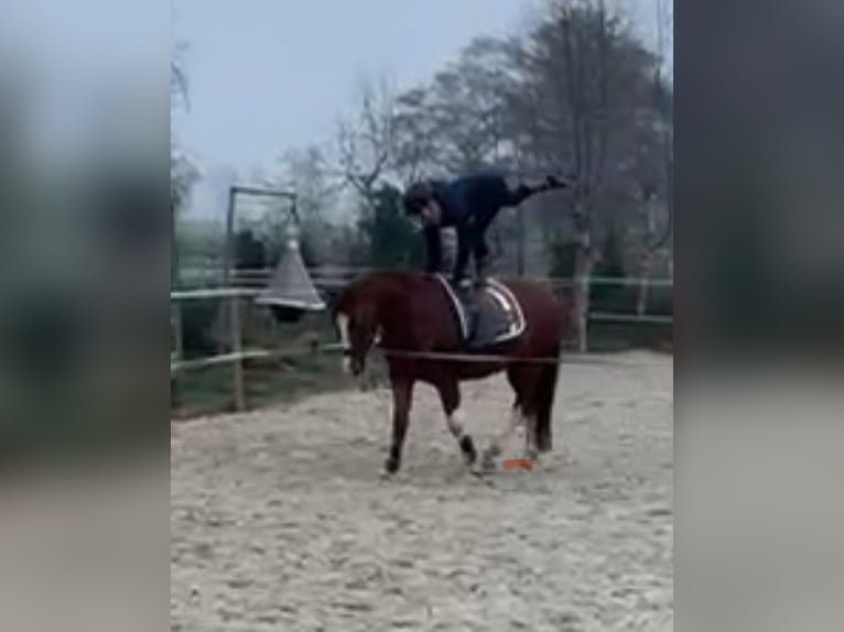Deutsches Reitpony Wallach 5 Jahre 153 cm Fuchs in Großheide
