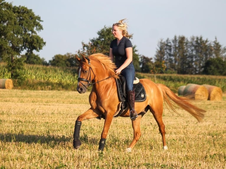 Deutsches Reitpony Wallach 5 Jahre 153 cm Fuchs in Wangerland HohenkirchenWangerland