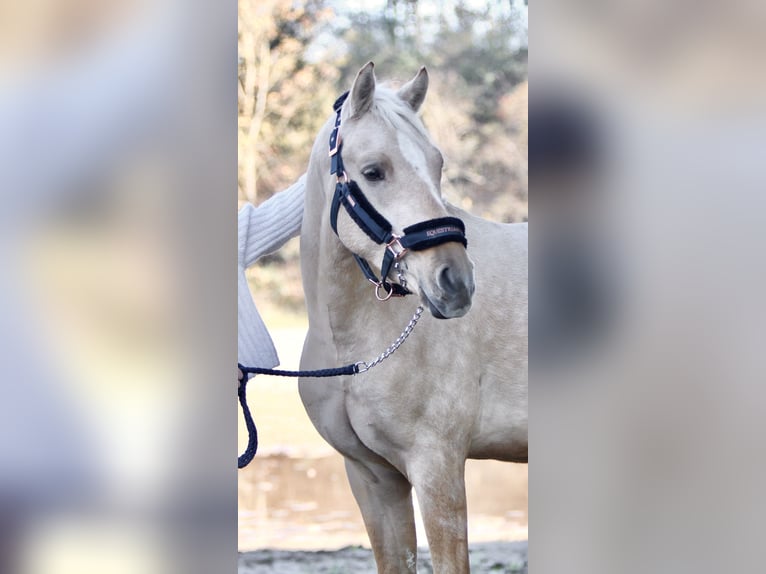 Deutsches Reitpony Wallach 5 Jahre 153 cm Palomino in Hockenheim