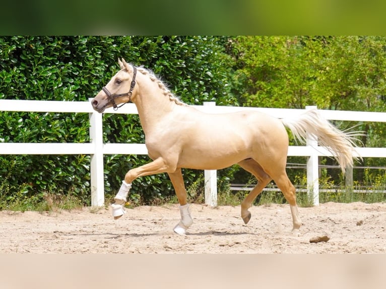 Deutsches Reitpony Wallach 5 Jahre 153 cm Palomino in Hockenheim