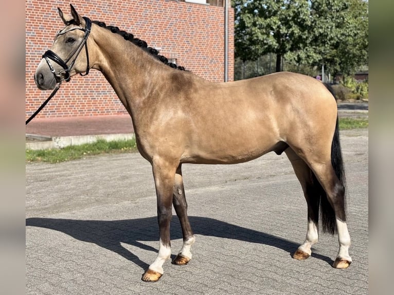 Deutsches Reitpony Wallach 5 Jahre 155 cm Buckskin in Telgte