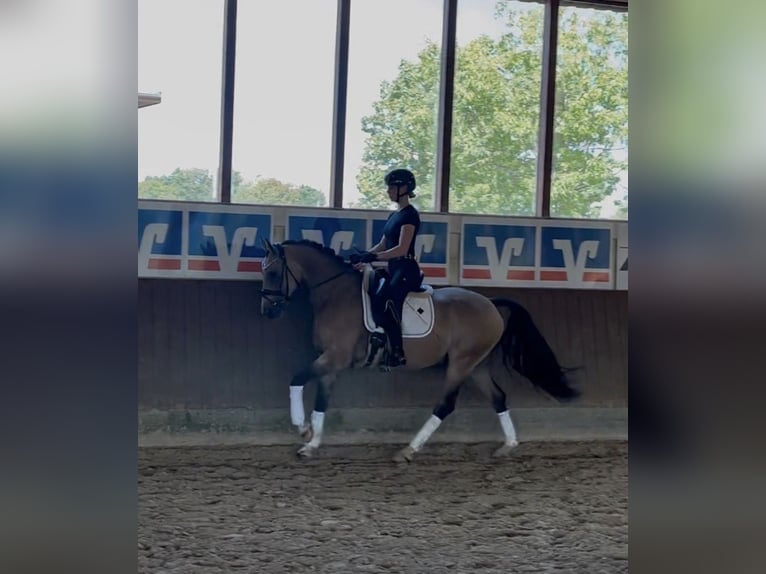 Deutsches Reitpony Wallach 5 Jahre 155 cm Buckskin in Telgte