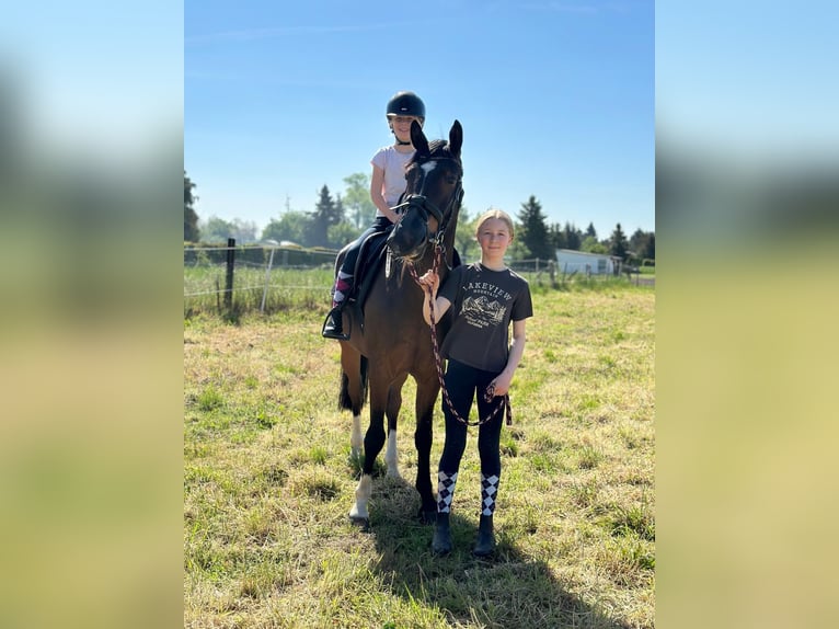 Deutsches Reitpony Wallach 5 Jahre 155 cm Dunkelbrauner in Grevenbroich