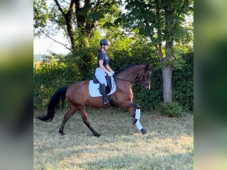 Deutsches Reitpony Wallach 5 Jahre 155 cm Falbe in GroßbottwarGroßbottwar