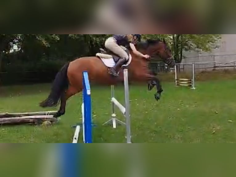 Deutsches Reitpony Wallach 5 Jahre 155 cm Falbe in GroßbottwarGroßbottwar