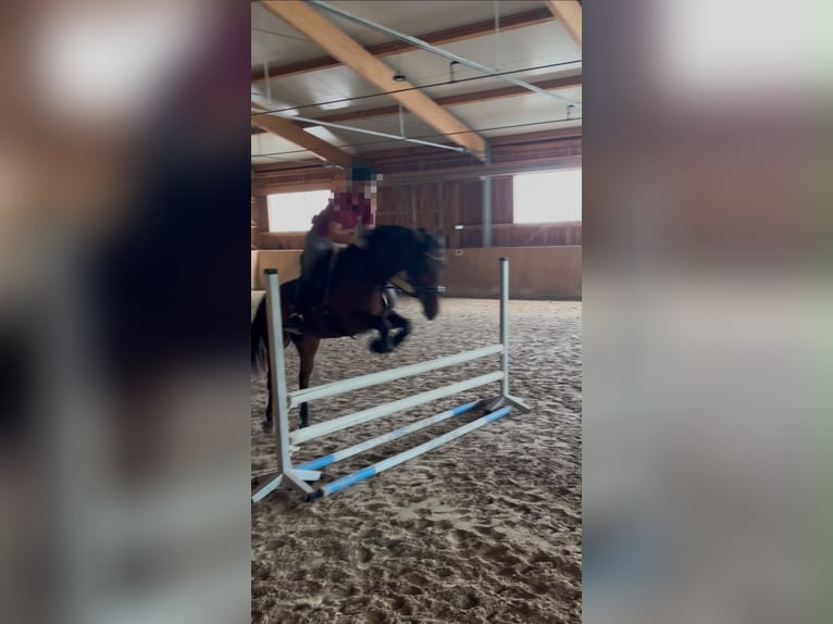 Deutsches Reitpony Wallach 5 Jahre 155 cm Falbe in GroßbottwarGroßbottwar