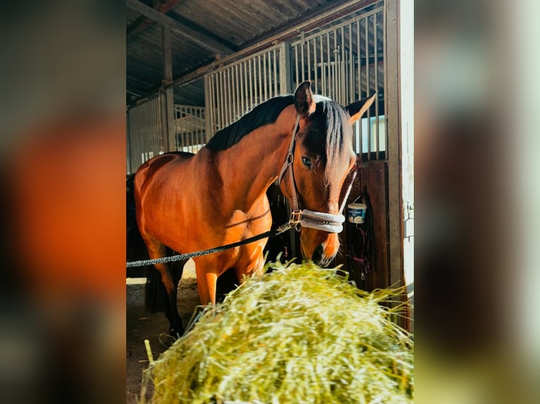 Deutsches Reitpony Wallach 5 Jahre 155 cm Falbe in GroßbottwarGroßbottwar
