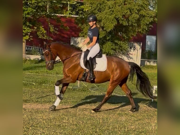 Deutsches Reitpony Wallach 5 Jahre 155 cm Falbe in GroßbottwarGroßbottwar