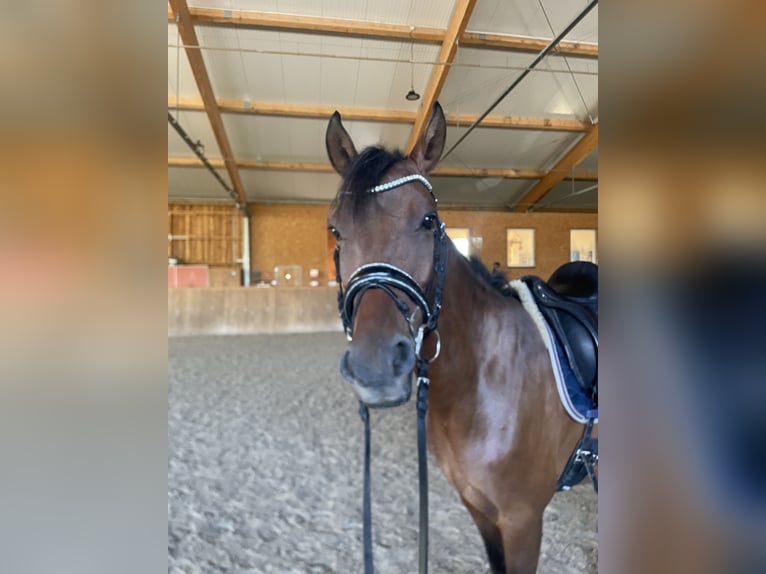 Deutsches Reitpony Wallach 5 Jahre 155 cm Falbe in GroßbottwarGroßbottwar