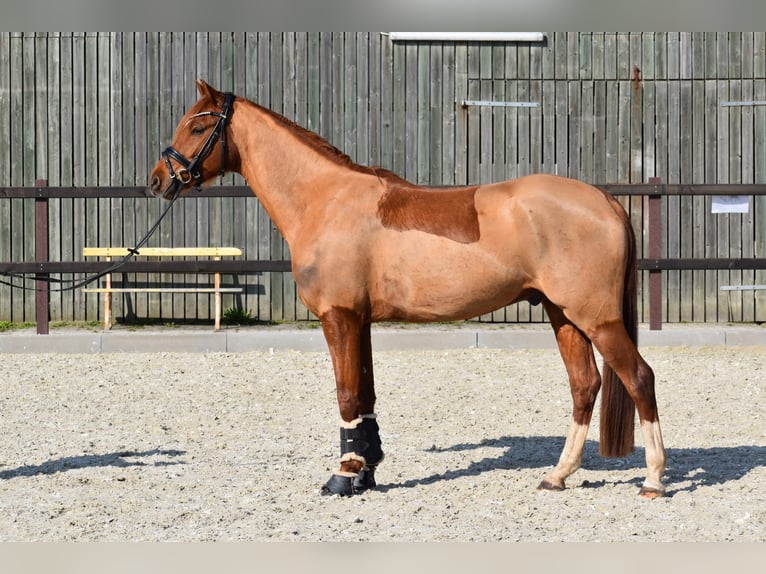 Deutsches Reitpony Wallach 5 Jahre 155 cm Fuchs in Edewecht