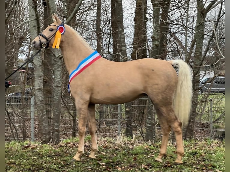 Deutsches Reitpony Wallach 5 Jahre 155 cm Palomino in Schönhorst