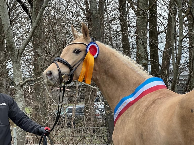 Deutsches Reitpony Wallach 5 Jahre 155 cm Palomino in Schönhorst