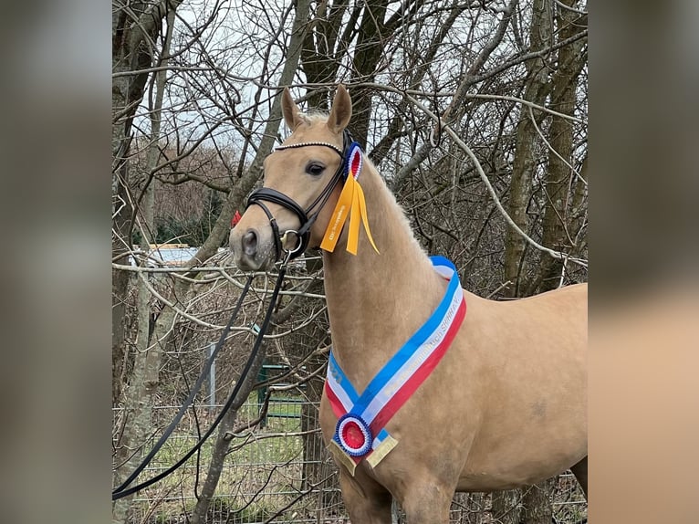 Deutsches Reitpony Wallach 5 Jahre 155 cm Palomino in Schönhorst