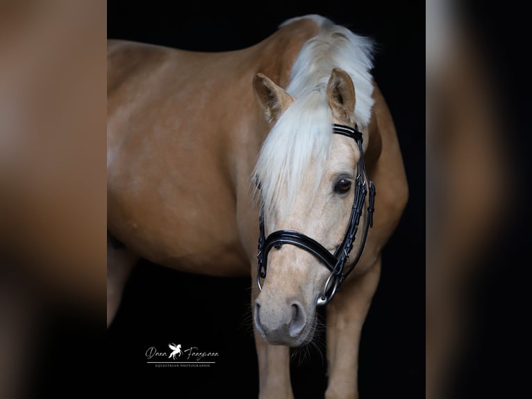 Deutsches Reitpony Wallach 5 Jahre 155 cm Palomino in Neuenkirchen-Vörden