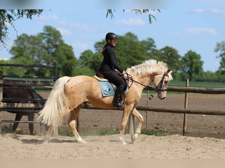 Deutsches Reitpony Wallach 5 Jahre 155 cm Palomino in Neuenkirchen-Vörden
