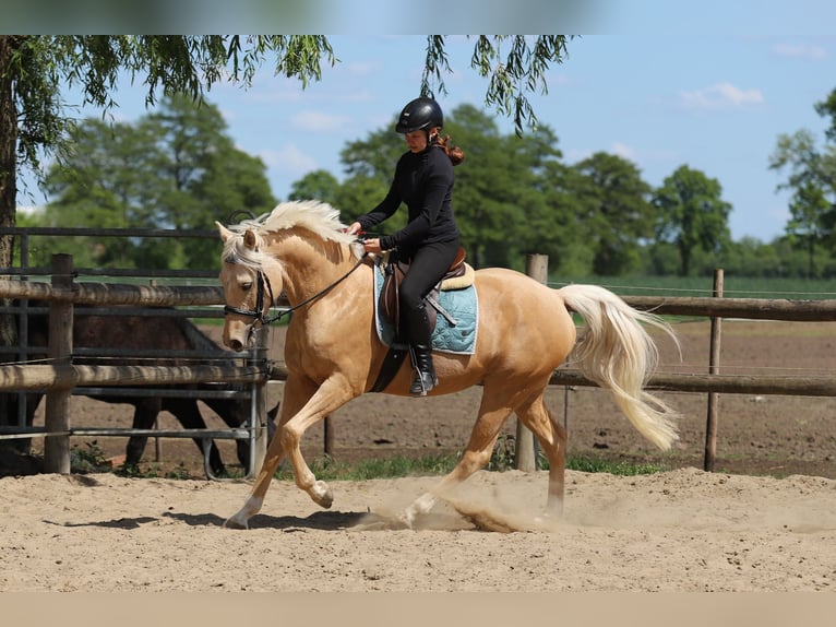 Deutsches Reitpony Wallach 5 Jahre 155 cm Palomino in Neuenkirchen-Vörden