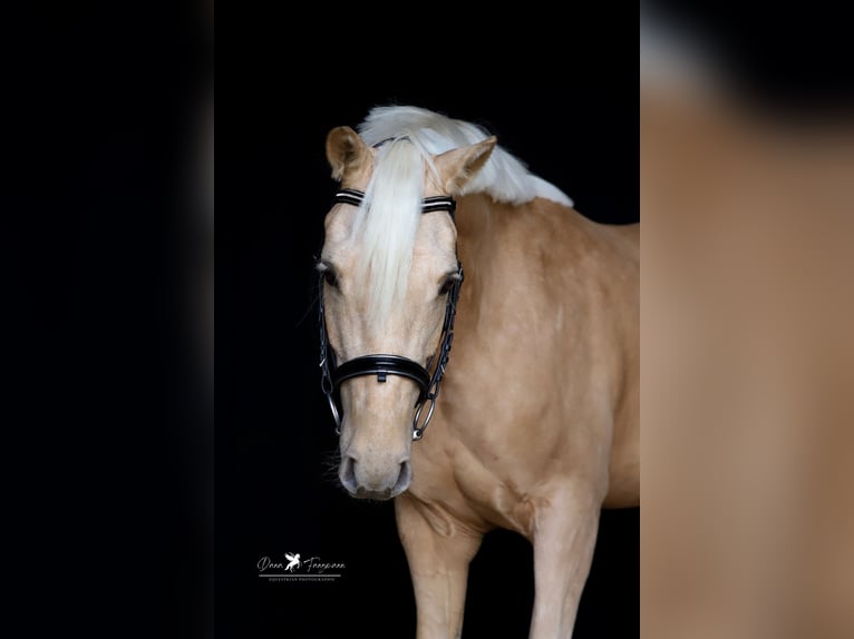 Deutsches Reitpony Wallach 5 Jahre 155 cm Palomino in Neuenkirchen-Vörden