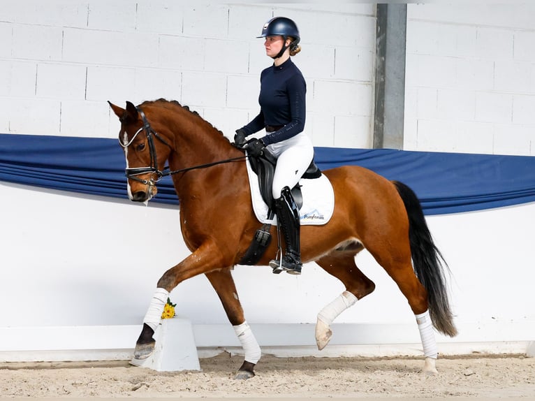 Deutsches Reitpony Wallach 5 Jahre 156 cm Brauner in Marsberg