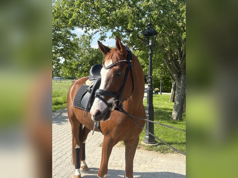 Deutsches Reitpony Wallach 5 Jahre 156 cm Fuchs in Duisburg