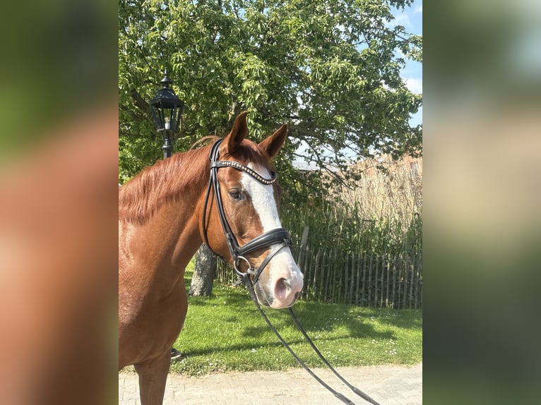 Deutsches Reitpony Wallach 5 Jahre 156 cm Fuchs in Duisburg
