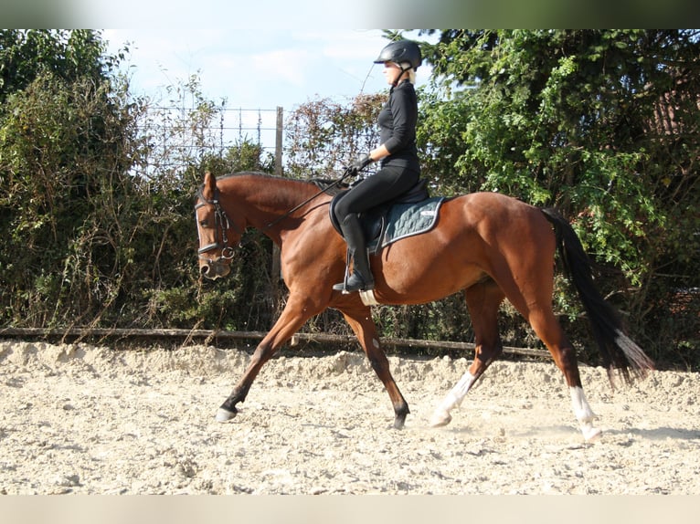 Deutsches Reitpony Wallach 5 Jahre 157 cm Brauner in Blender