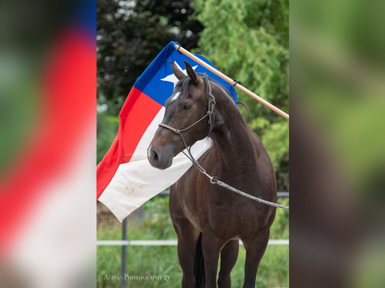 Deutsches Reitpony Wallach 5 Jahre 158 cm Dunkelbrauner in Großschönau