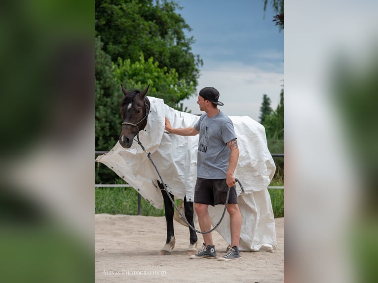 Deutsches Reitpony Wallach 5 Jahre 158 cm Dunkelbrauner in Großschönau