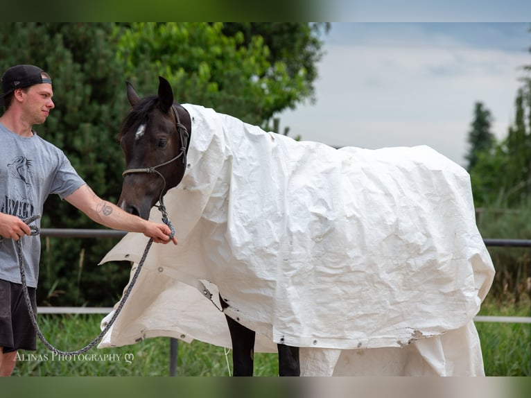 Deutsches Reitpony Wallach 5 Jahre 158 cm Dunkelbrauner in Großschönau