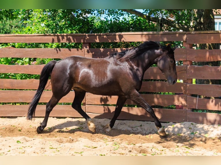 Deutsches Reitpony Wallach 5 Jahre 158 cm Dunkelbrauner in Großschönau