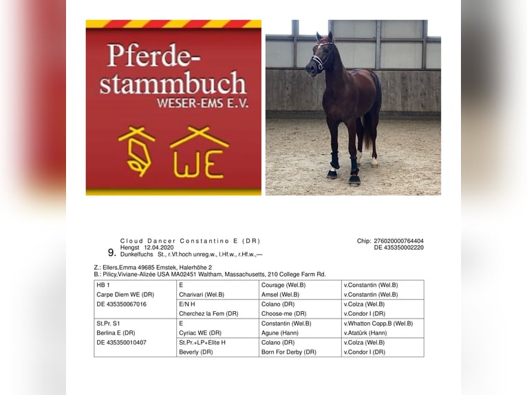 Deutsches Reitpony Wallach 5 Jahre 160 cm Fuchs in Ladenburg