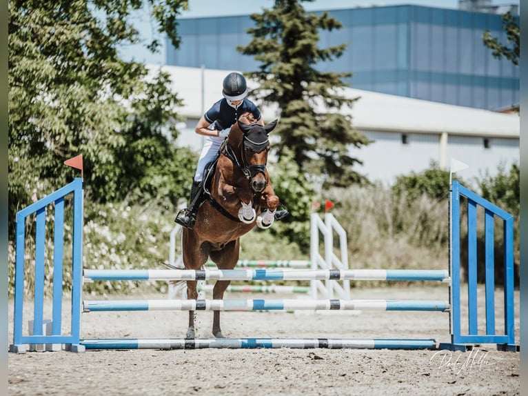 Deutsches Reitpony Wallach 5 Jahre 160 cm Fuchs in Ladenburg