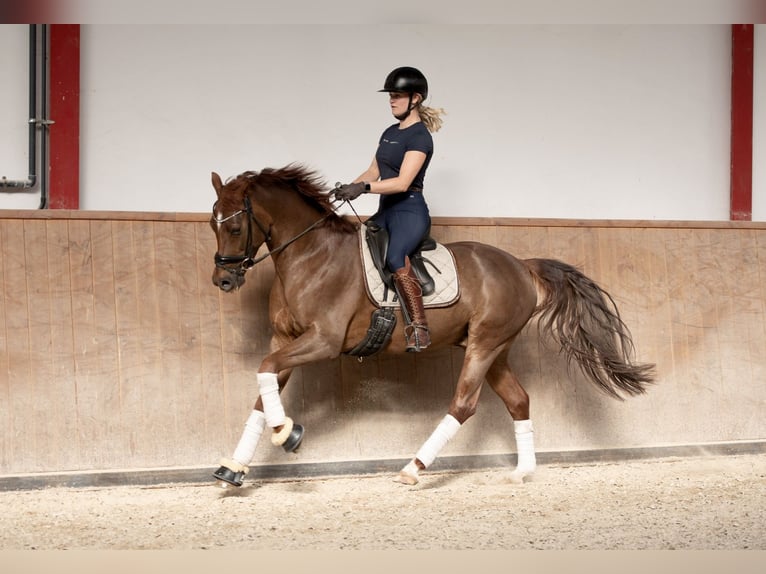 Deutsches Reitpony Wallach 5 Jahre 160 cm Fuchs in Ladenburg