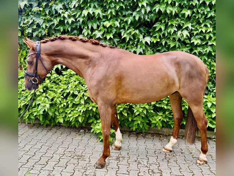Deutsches Reitpony Wallach 5 Jahre 160 cm Fuchs in Ladenburg