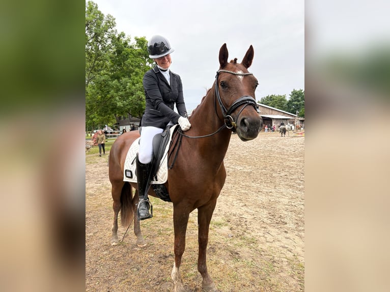 Deutsches Reitpony Wallach 5 Jahre 160 cm Fuchs in Ladenburg