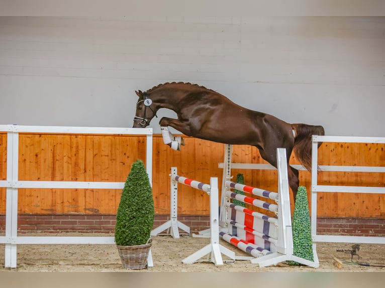 Deutsches Reitpony Wallach 5 Jahre 160 cm Fuchs in Ladenburg