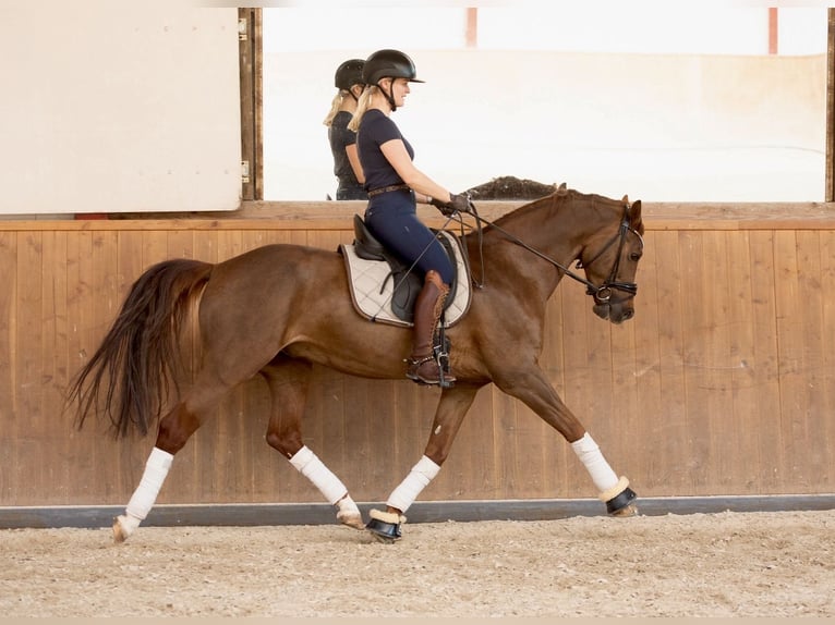 Deutsches Reitpony Wallach 5 Jahre 160 cm Fuchs in Ladenburg