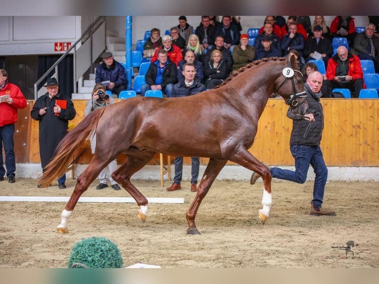 Deutsches Reitpony Wallach 5 Jahre 160 cm Fuchs in Ladenburg
