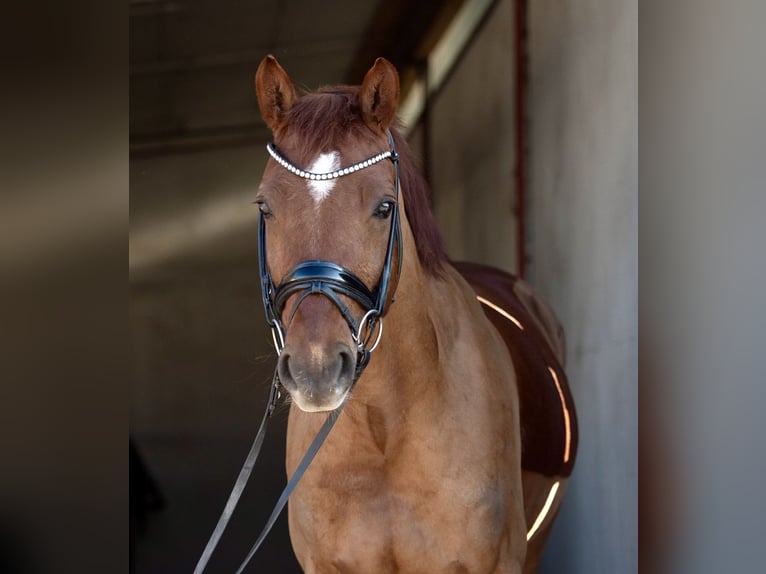 Deutsches Reitpony Wallach 5 Jahre 160 cm Fuchs in Ladenburg