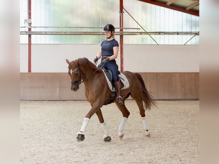 Deutsches Reitpony Wallach 5 Jahre 160 cm Fuchs in Ladenburg