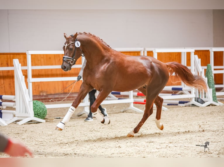 Deutsches Reitpony Wallach 5 Jahre 160 cm Fuchs in Ladenburg