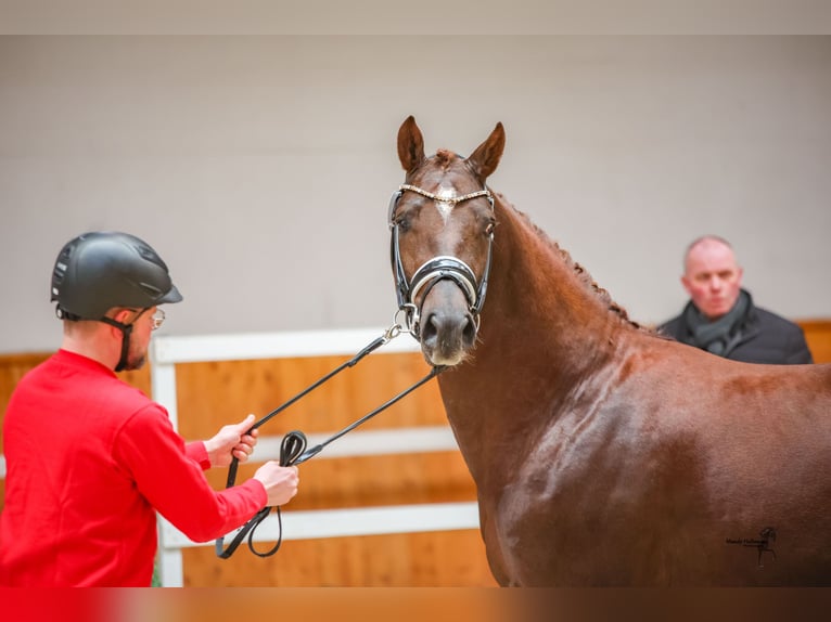 Deutsches Reitpony Wallach 5 Jahre 160 cm Fuchs in Ladenburg