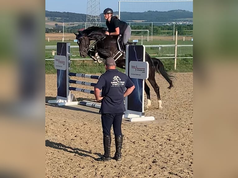 Deutsches Reitpony Wallach 5 Jahre 160 cm Schwarzbrauner in Neuental