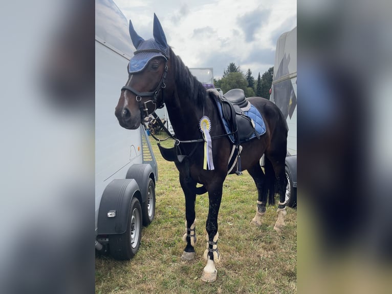 Deutsches Reitpony Wallach 5 Jahre 160 cm Schwarzbrauner in Neuental