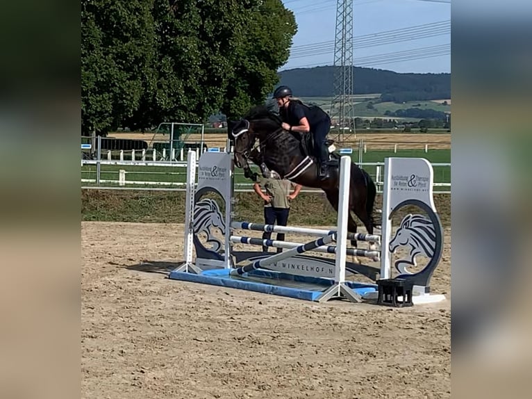 Deutsches Reitpony Wallach 5 Jahre 160 cm Schwarzbrauner in Neuental