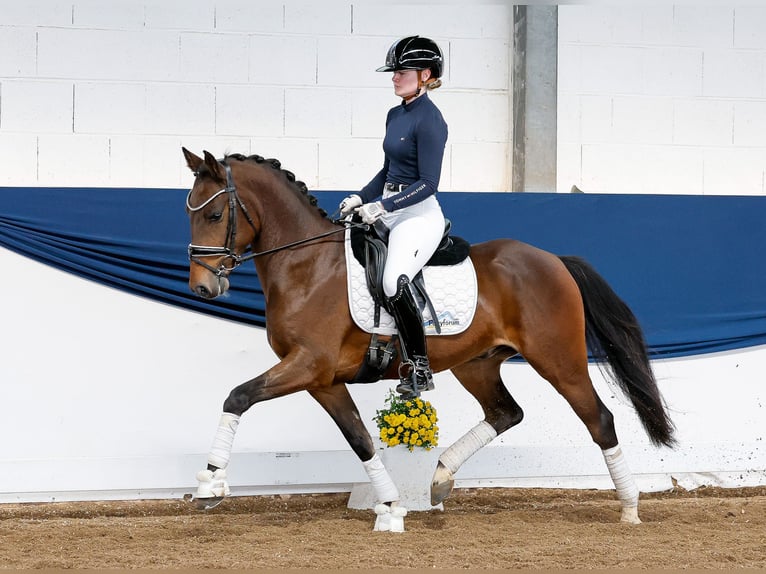 Deutsches Reitpony Wallach 5 Jahre Brauner in Marsberg