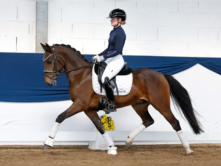 Deutsches Reitpony Wallach 5 Jahre Brauner in Marsberg