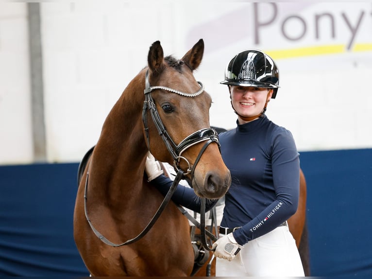 Deutsches Reitpony Wallach 5 Jahre Brauner in Marsberg