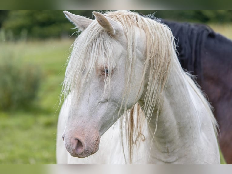 Deutsches Reitpony Wallach 5 Jahre Cremello in Windeck