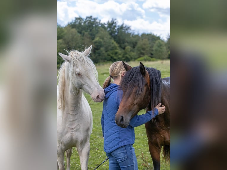 Deutsches Reitpony Wallach 5 Jahre Cremello in Windeck